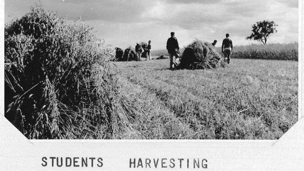 Students harvesting in November, 1952. Picture: Regional Archives/Wagga and District Historical Society