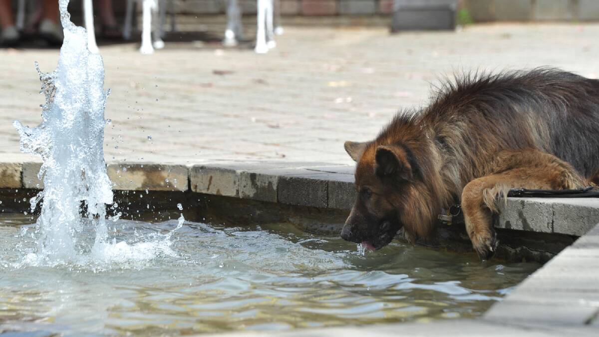 Man's best friend finds some relief from the heat. Picture: Les Smith