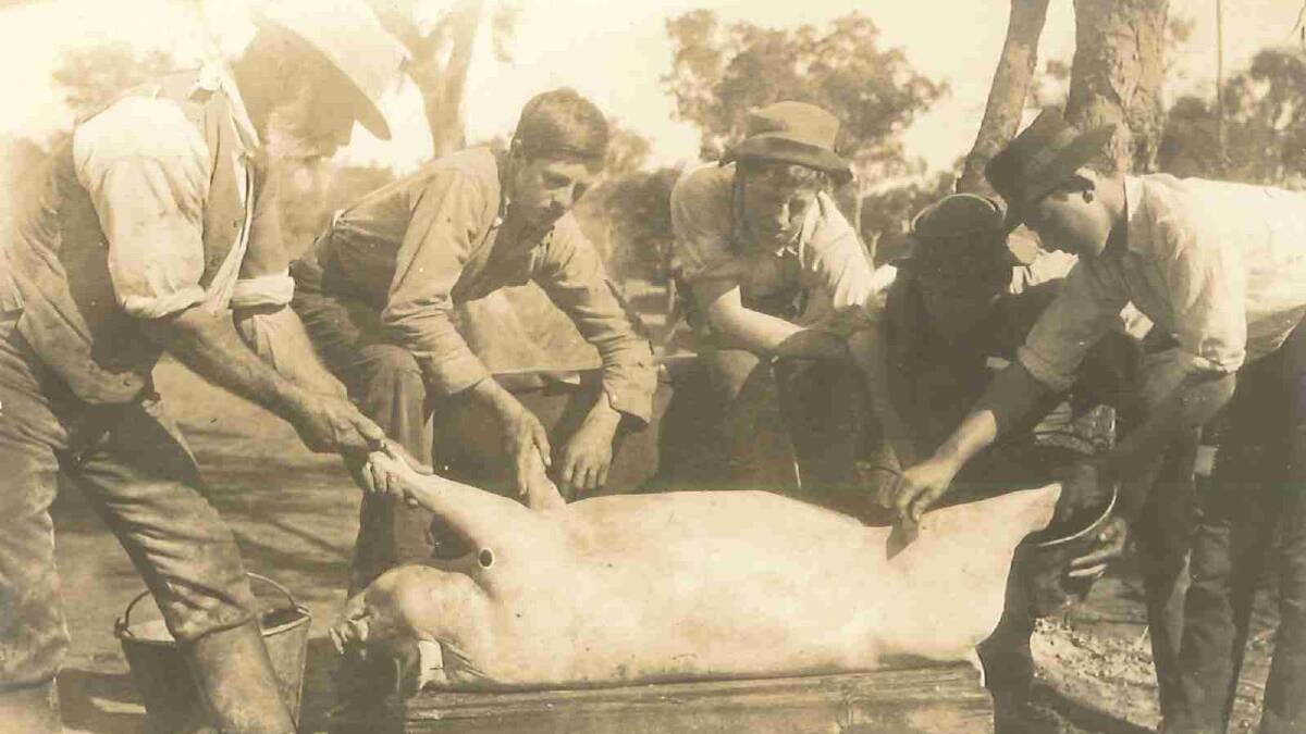 Students scraping a pig at the Wagga Experiment Farm. Picture: Regional Archives/Wagga and District Historical Society
