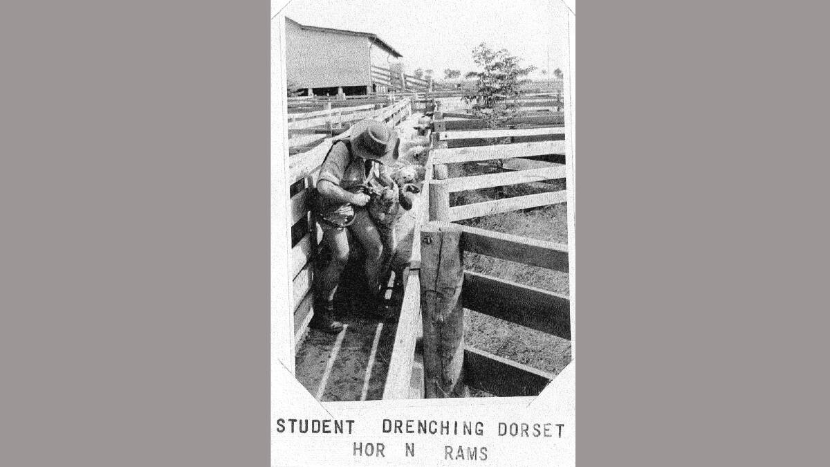 A student drenching rams in February, 1953. Picture: Regional Archives/Wagga and District Historical Society