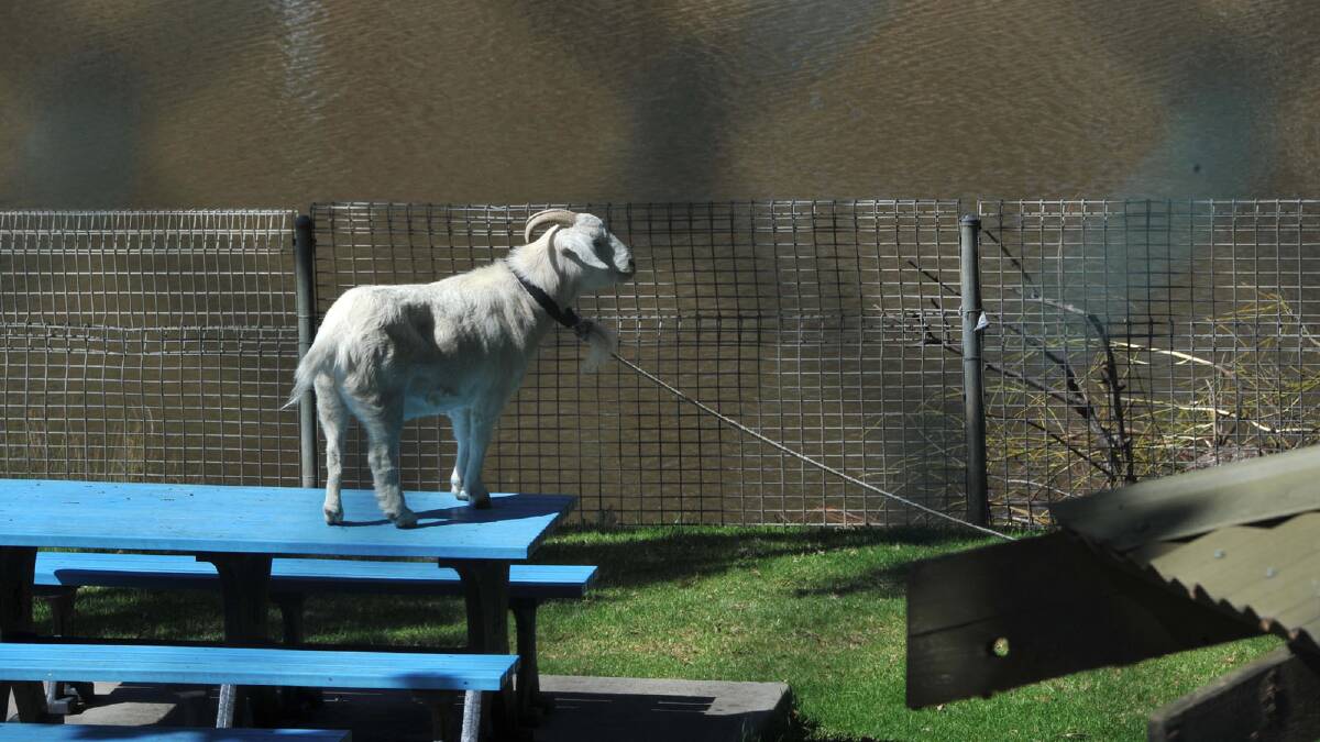 A goat near Lake Talbot in Narrandera sought higher ground. Picture: Michael Frogley