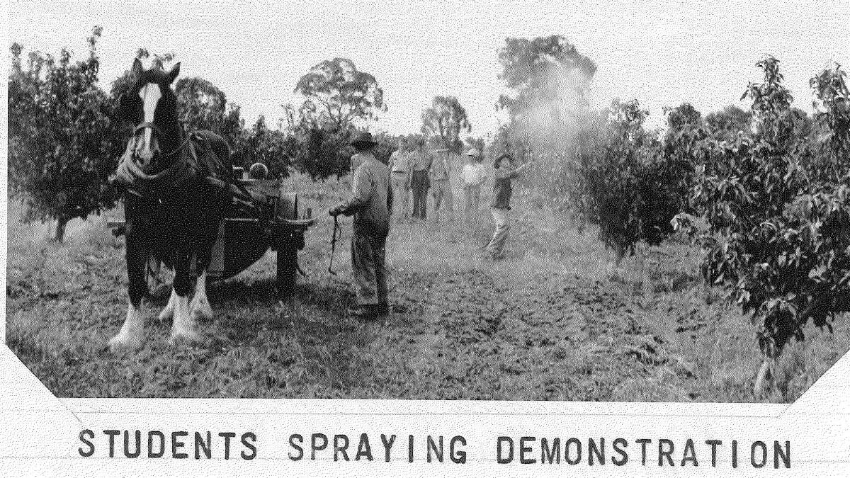 Students spraying in October, 1952. Picture: Regional Archives/Wagga and District Historical Society
