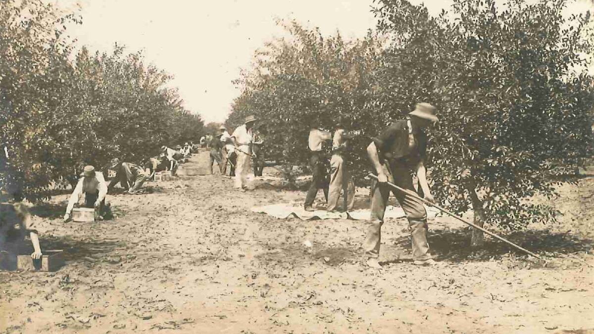 Students working in the orchid at the Wagga Experiment Farm. Picture: Regional Archives/Wagga and District Historical Society