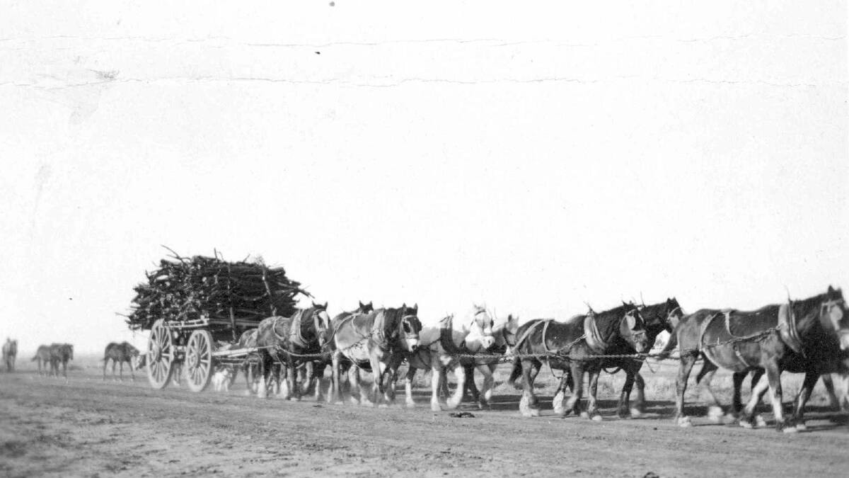 Horses carting wood, circa 1910. Picture: Wagga and District Historical Society