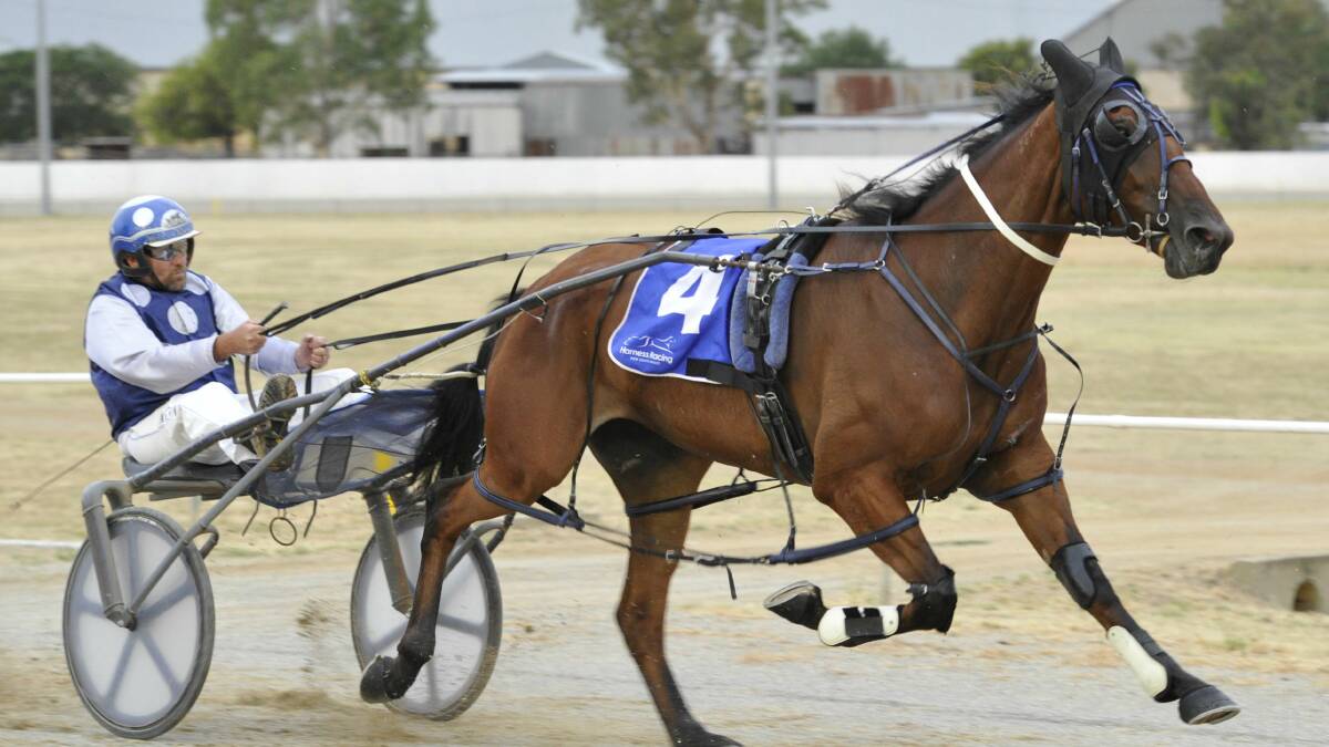 Junee Harness Racing: David Kennedy guides Royal Canvas. Picture: Les Smith