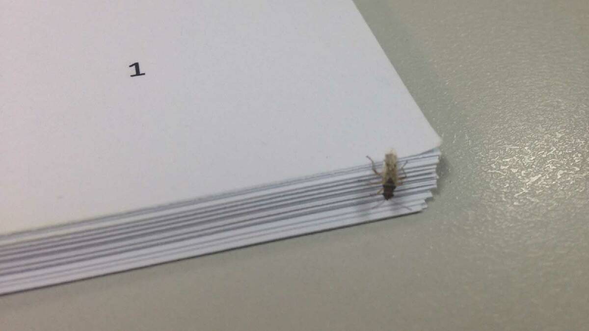 Bugs, bugs everywhere - even invading the DA office.
