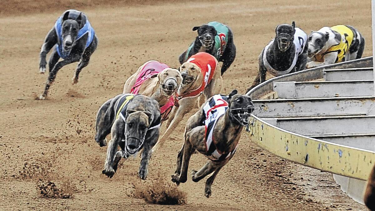 Uno Minks (rails) and Runagate (outside) stage a two-dog war in the first heat of the Rules Club Series (400m) on Sunday Wagga dogs. Picture: Michael Frogley