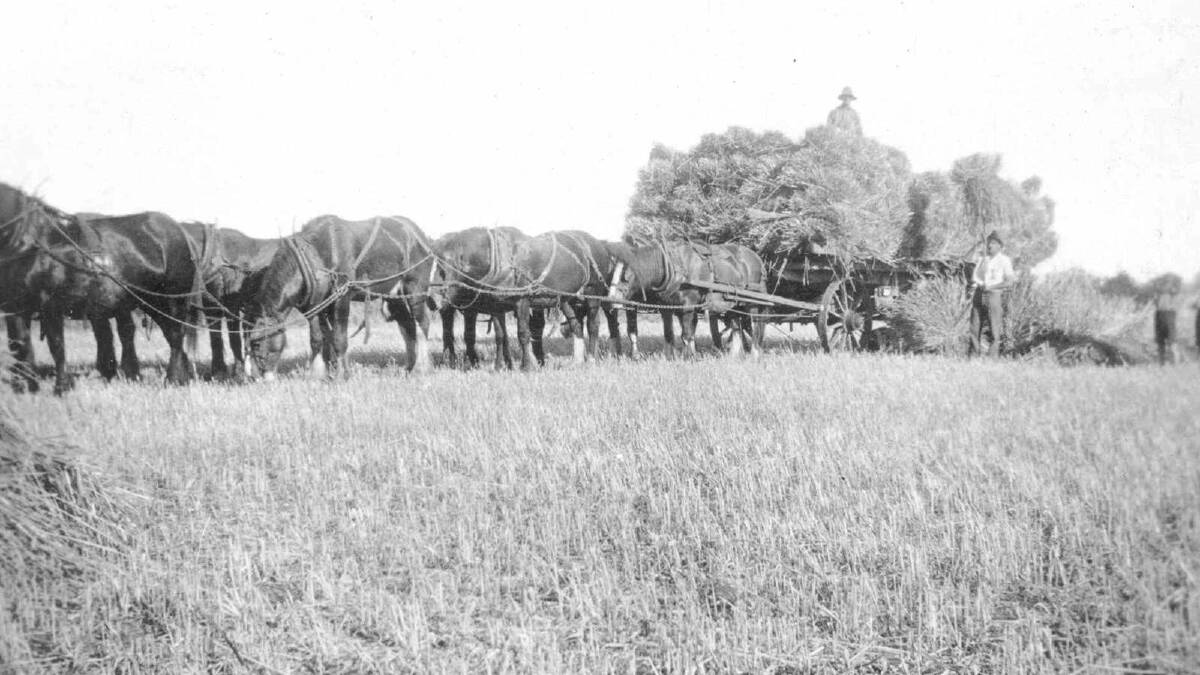 Horses carting hay, circa 1910. Picture: Wagga and District Historical Society