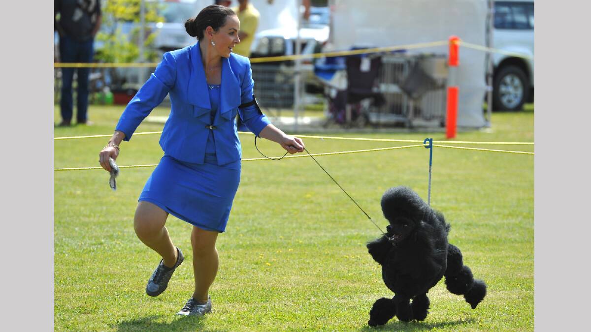 At the Culcairn Centenary Show is Paige Hopkins of Albury with Giorgi the miniature poodle competing in the dog show. Picture: Addison Hamilton