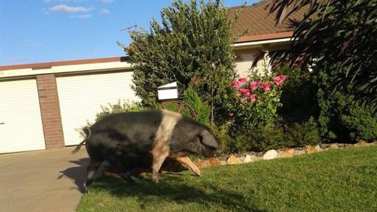 PIG HUNT: This little piggy went to Glenfield Park last Thursday, prompting a police and council ranger response.