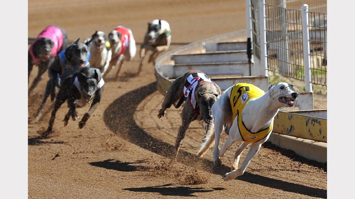 Cosmic Apache on his way to winning race 3 at the Wagga greyhounds and harness racing duel meeting. Picture: Michael Frogley