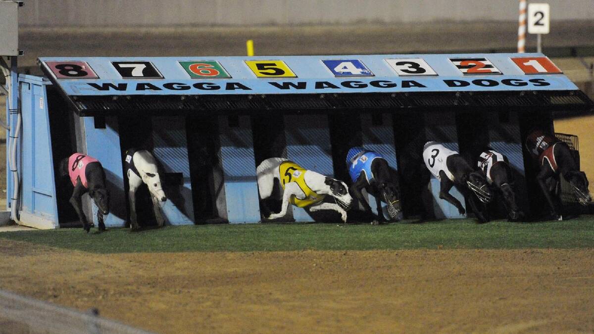 The dogs leave the boxes in the Graeme Hull Memorial Wagga Gold Cup. Picture: Alastair Brook