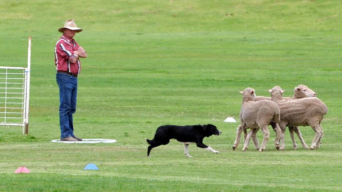 Maurie Bourke from Timbon in Victoria keeping an eye on things as Scout rounds up some sheep in the sheep dog championships as part of Narrandera's 150th anniversary celebrations. Picture: Les Smith
