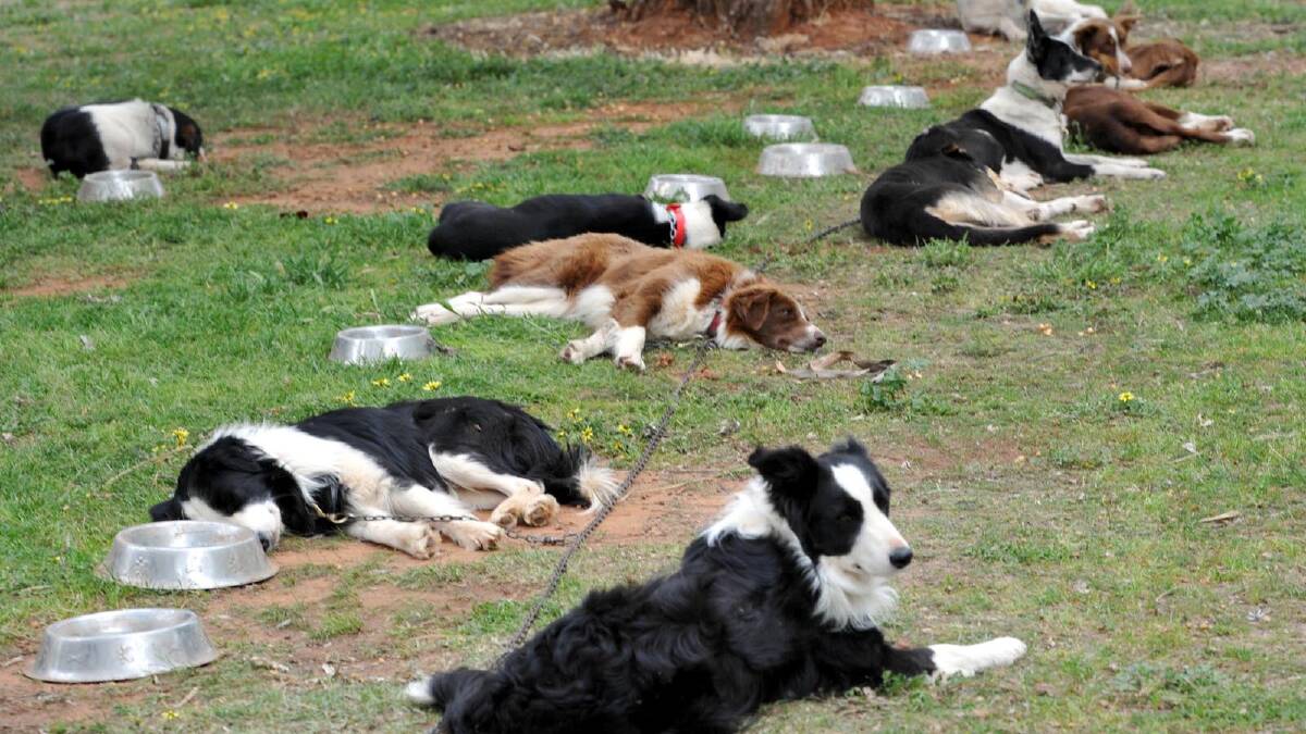 Some tired sheep dogs after a hard day's work at the sheep dog championships at the Narrandera Sportsground as part of the Narrandera's 150 year anniversary celebrations. Picture: Les Smith 