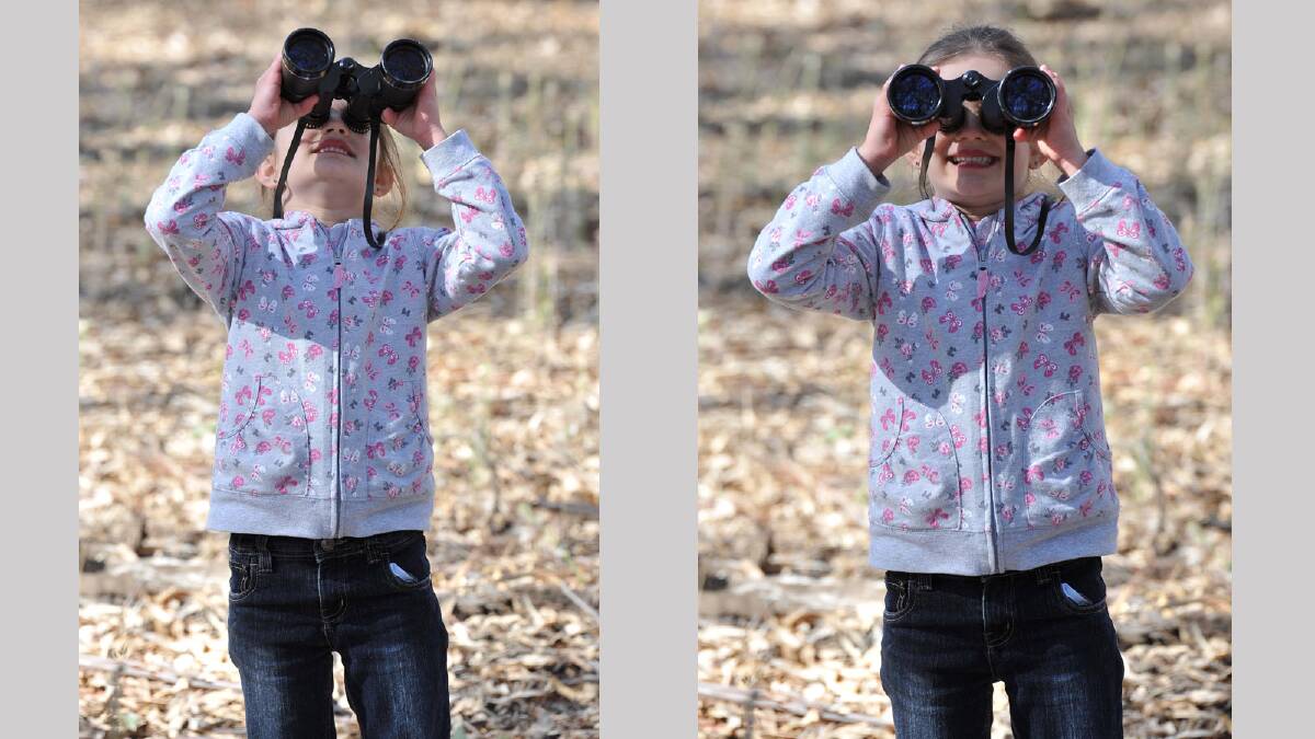 Zayley Brewer, 5, of Narrandera on the lookout for koalas. Picture: Michael Frogley