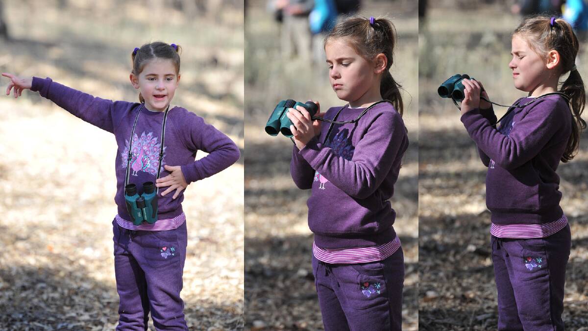 Marcella Close, 6, adjusts her binoculars during the koala count. Picture: Michael Frogley