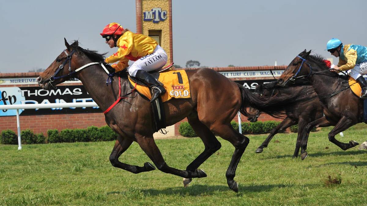 Black Canyon ridden by Megan Taylor winning the second race on the card. Picture: Michael Frogley