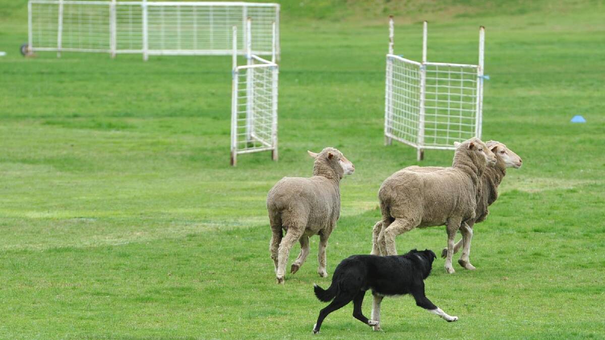 The sheep dog championships as part of Narrandera's 150th anniversary celebrations. Picture: Les Smith