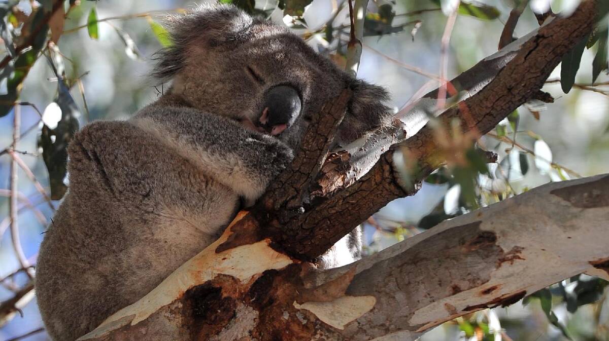 A koala found in Narrandera.