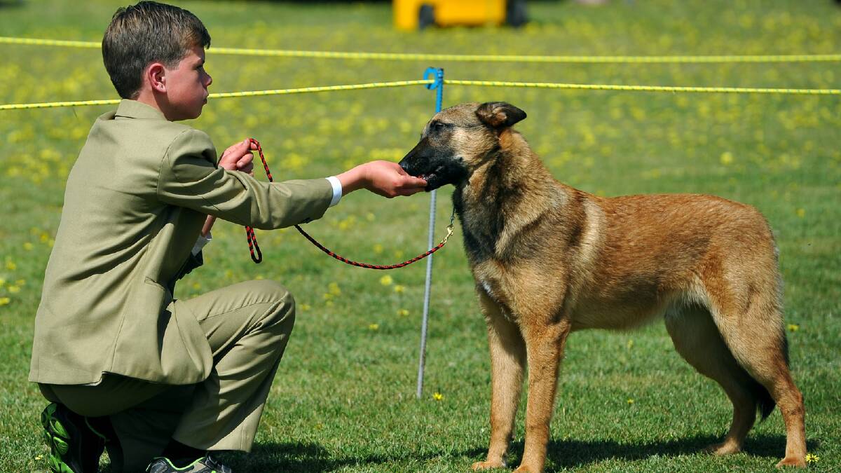 Branor Threadgold-Wallace gives Treason the Belgian Shepherd Malinois a treat during the dog competition at the Culcairn Centenary Show. Picture: Addison Hamilton