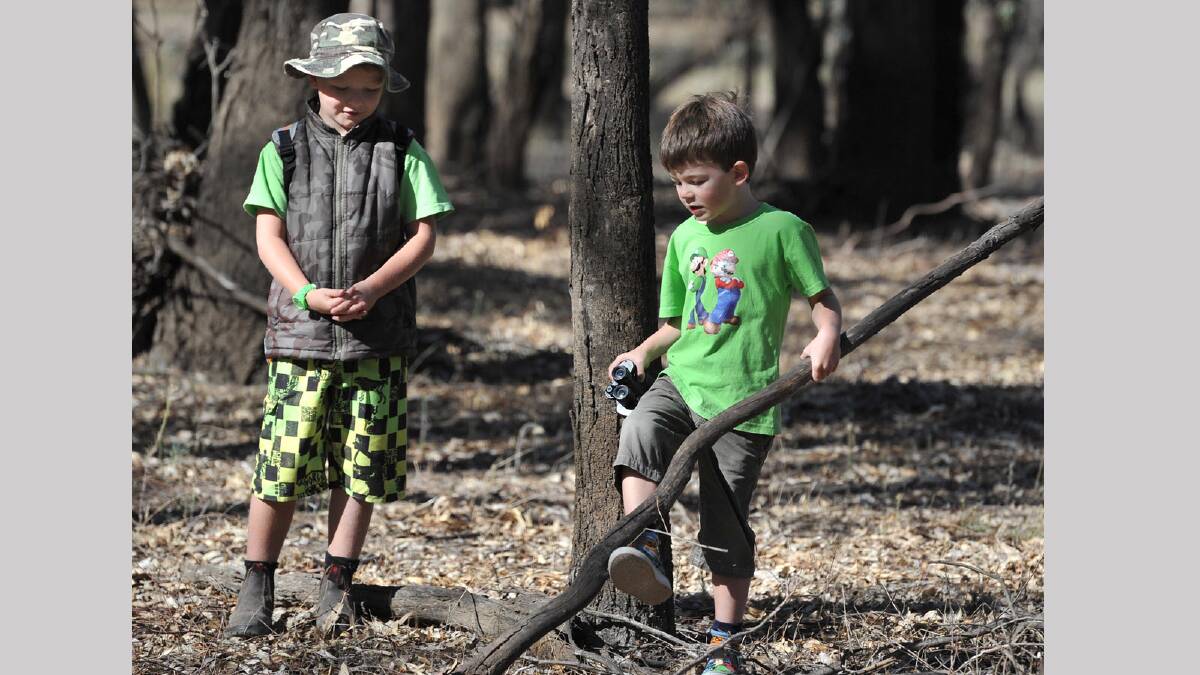 Ryan Hugo, 7, (left) and Robert Vidler get distracted during the koala count at Narrandera. Picture: Michael Frogley