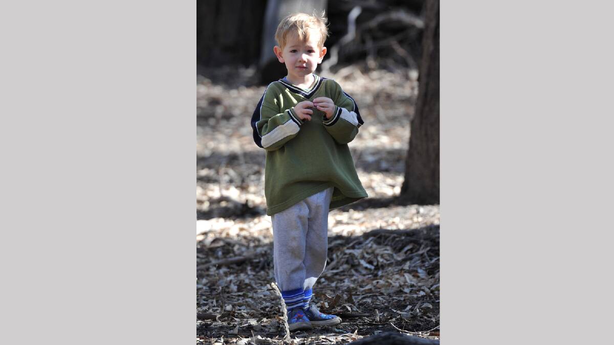 Harry Kschenka, 3, at the koala count. Picture: Michael Frogley