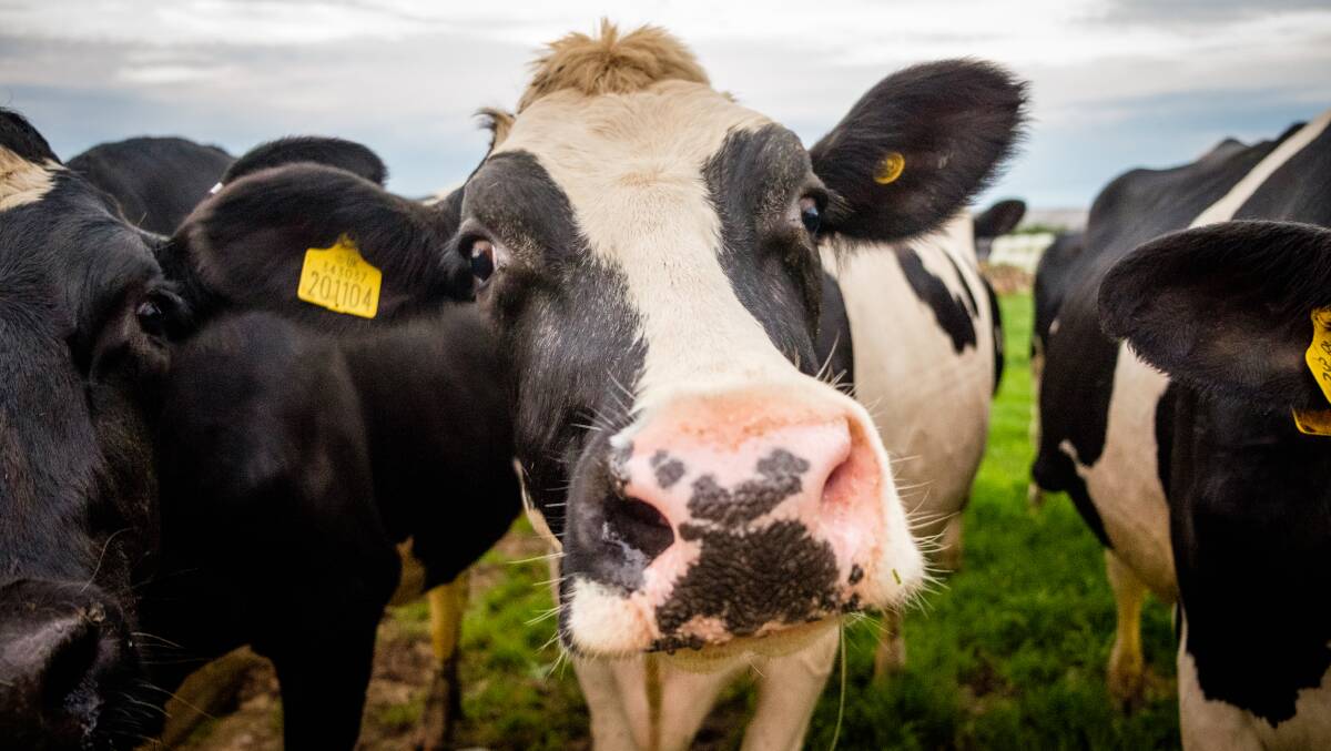 With farm-gate milk prices publish for the coming year, dairy farmers want home brand milk to rise to $2/L. Photo: Shutterstock