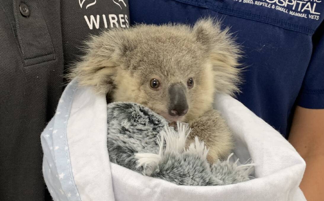 RECOVERY: Orphaned koala joey, Burr, being treated during his weekly check up while being cared for by WIRES. Pictures: John Grant