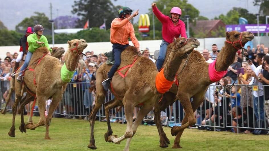 Camel racing will hit Wagga on Saturday, April 24. Picture: Supplied