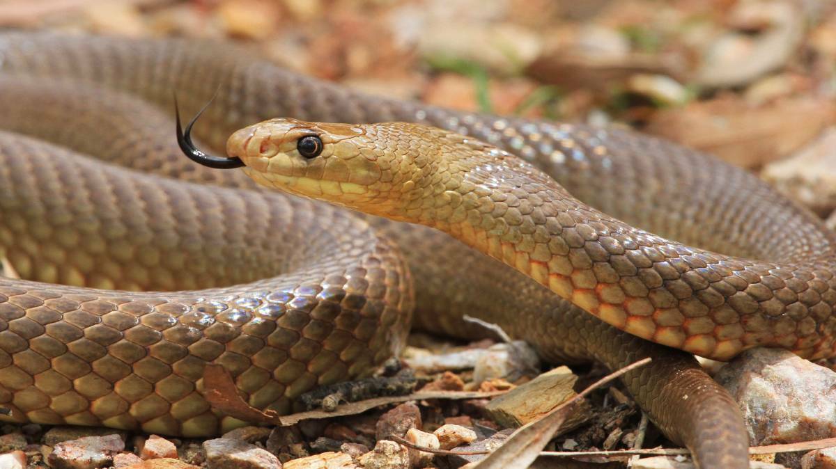 A natural consequence of the mouse plague should be a rise in reptiles like snakes, and predatory birds. Picture: The Land
