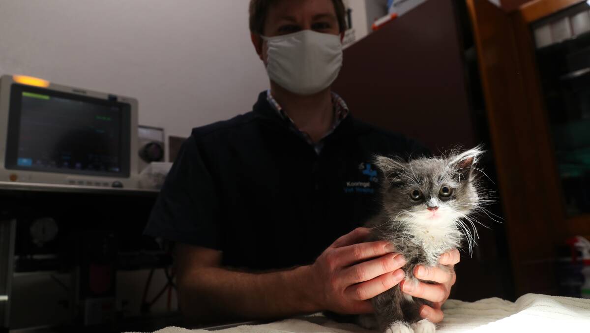 Daniel Lawson is offering discounted desexing for dogs and cats like Kitten (pictured) at Kooringal Veterinary Clinic. Picture: Emma Hillier 