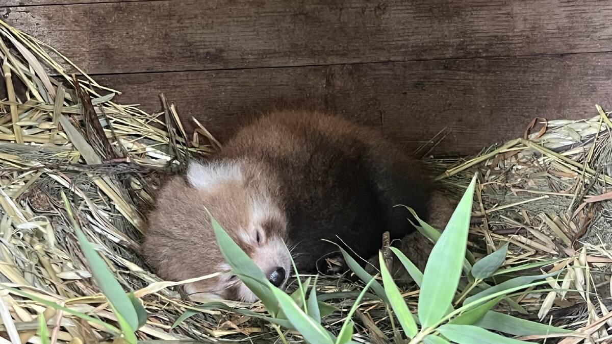 An adorable baby red panda has been born at Altina Wildlife Park, thanks to new mother Rani. Picture supplied