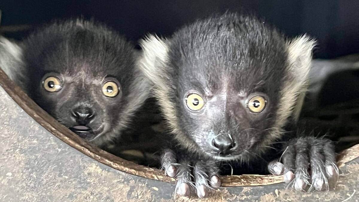Altina Wildlife Park has welcomed three new baby black-and-white ruffed lemurs to the park. Picture supplied