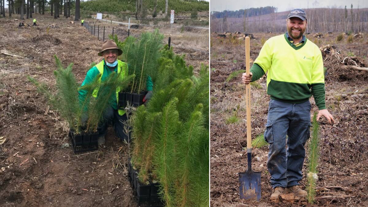 Replanting efforts have begun in Laurel Hill to grow the next generation of Sugar Pine trees, after the iconic Sugar Pine Walk was sadly destroyed during the 2019-20 Black Summer fires. Pictures: Visit NSW State Forests