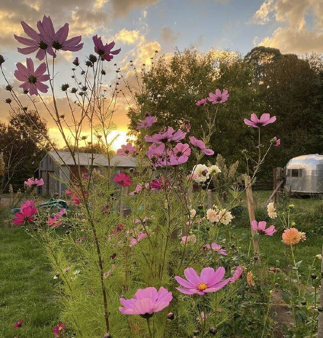 Flowers are beginning to grow on Angela Lyons' Laurel Hill farm. Picture: Angela Lyons, via Instagram @thelaurelhillfarm