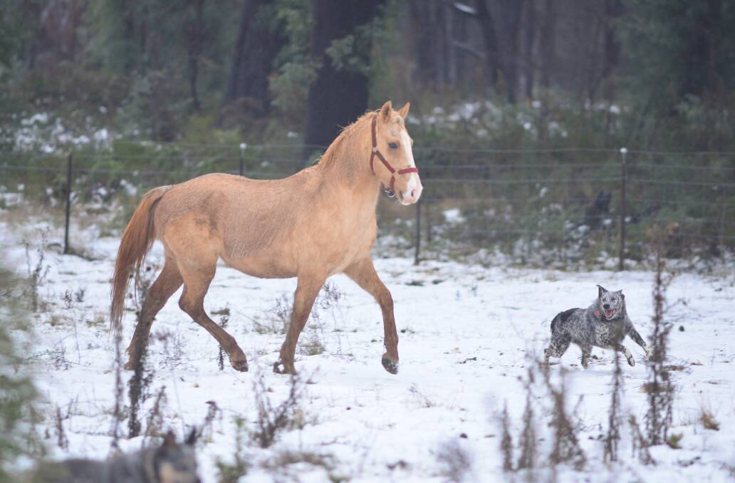 SNOW DAY: Animals on Brad Weintraub's Laurel Hill blueberry farm enjoyed playing in the snow on Thursday, after 9cm fell the night before. Picture: Brad Weintraub