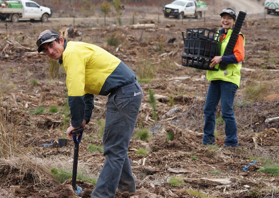 Sugar Pine seedlings are replanted at the site of the iconic Sugar Pine Walk. Picture: Visit NSW State Forests