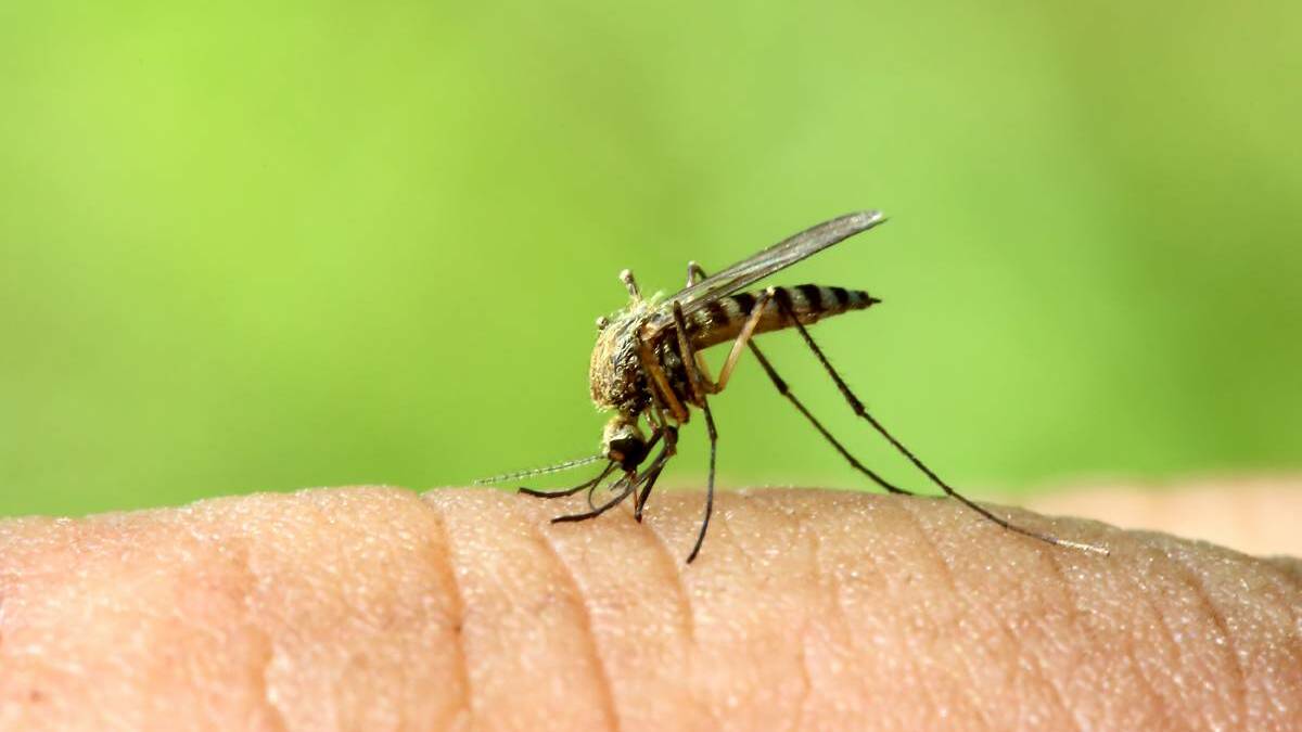 NSW's first human case of mosquito-borne virus in border region