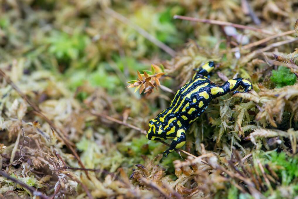 ENDANGERED: The corroboree frog is one such species environmental groups are hoping to protect from extinction. Picture: Supplied