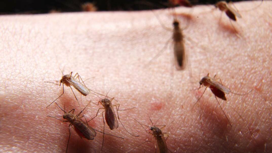 Community urged to take extra measures to avoid mosquito bites