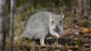 Northern Bettong- one of a remnant population of the threatened species surviving in Danbulla National Park, North Queensland. Photo by: Wayne Lawler, AWC.