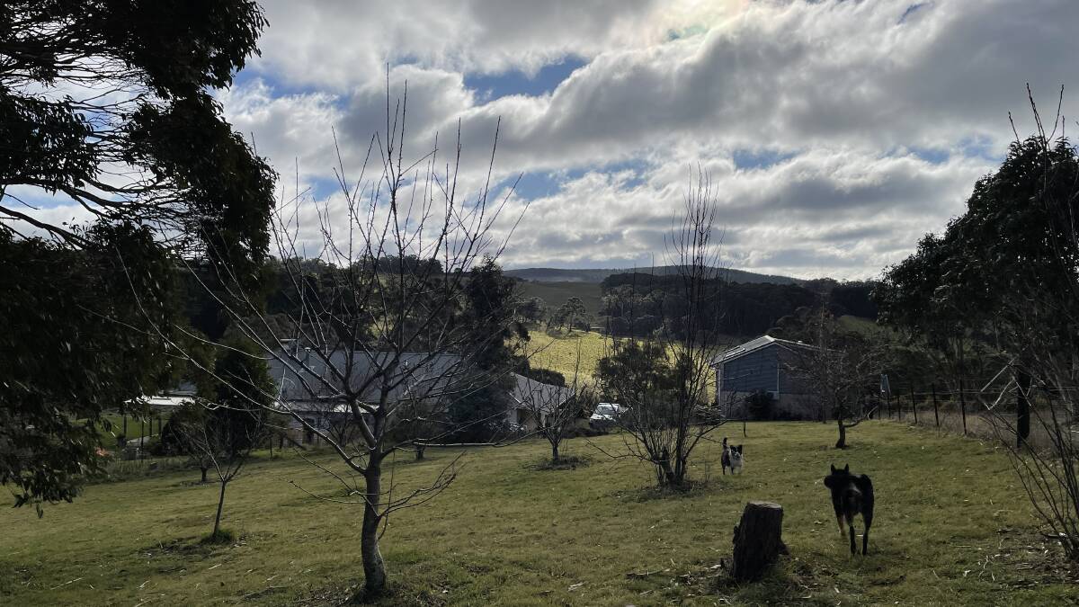 Simon Hedges family's Duckmaloi River Truffles farm with truffle dog Jimmy in the foreground and Kombie near Oberon in NSW on June 11, 2022. Picture: Saffron Howden