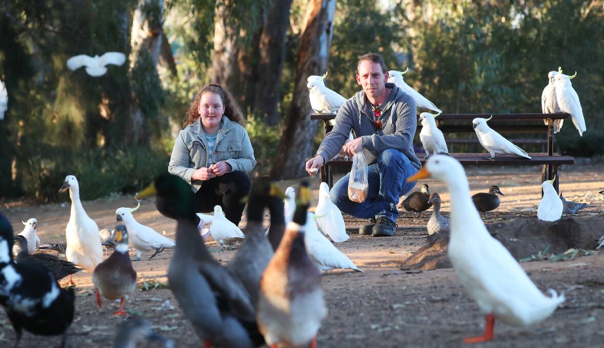 NOT IMPRESSED: Wagga resident Josh Radley, pictured above with daughter Bella Cheney, is one of many locals devastated at the initial move of all but one goose from Wollundry Lagoon. Picture: Emma Hillier. 