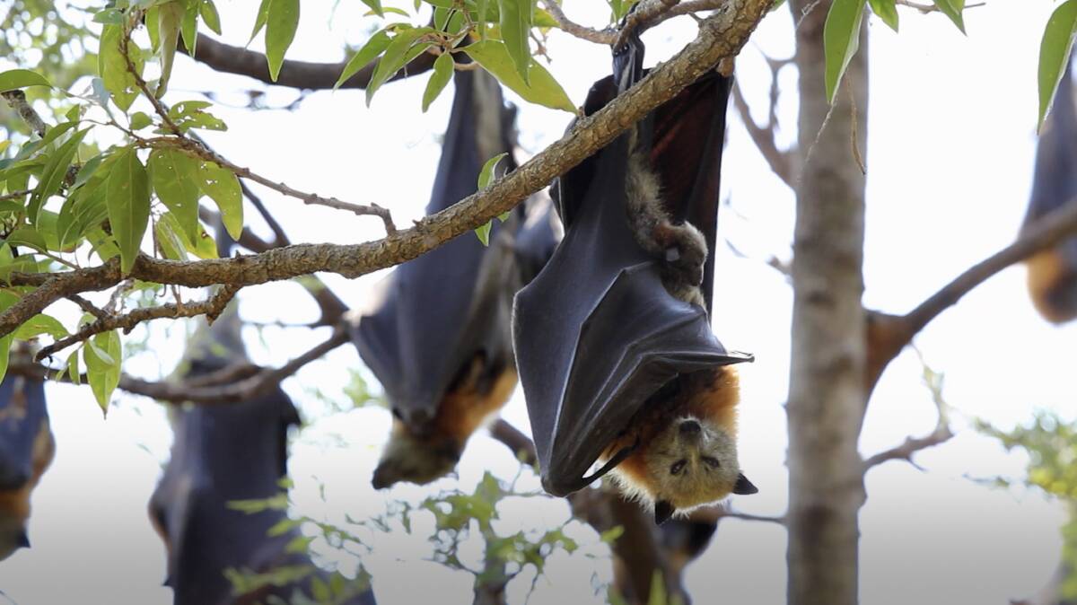 Threatened: A colony of flying fox bats feature in the climate change production. Picture: Supplied