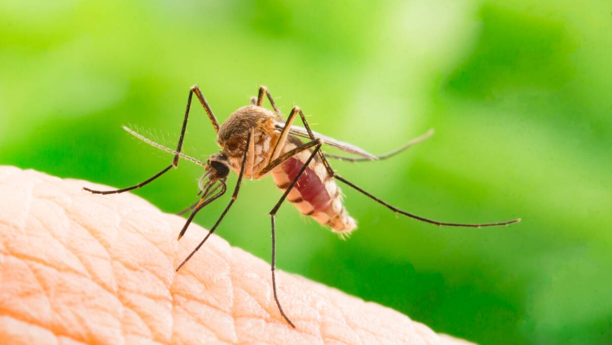 Health authorities are on alert as a mosquito-borne virus spreads across Australia's eastern seaboard. Picture: Shutterstock