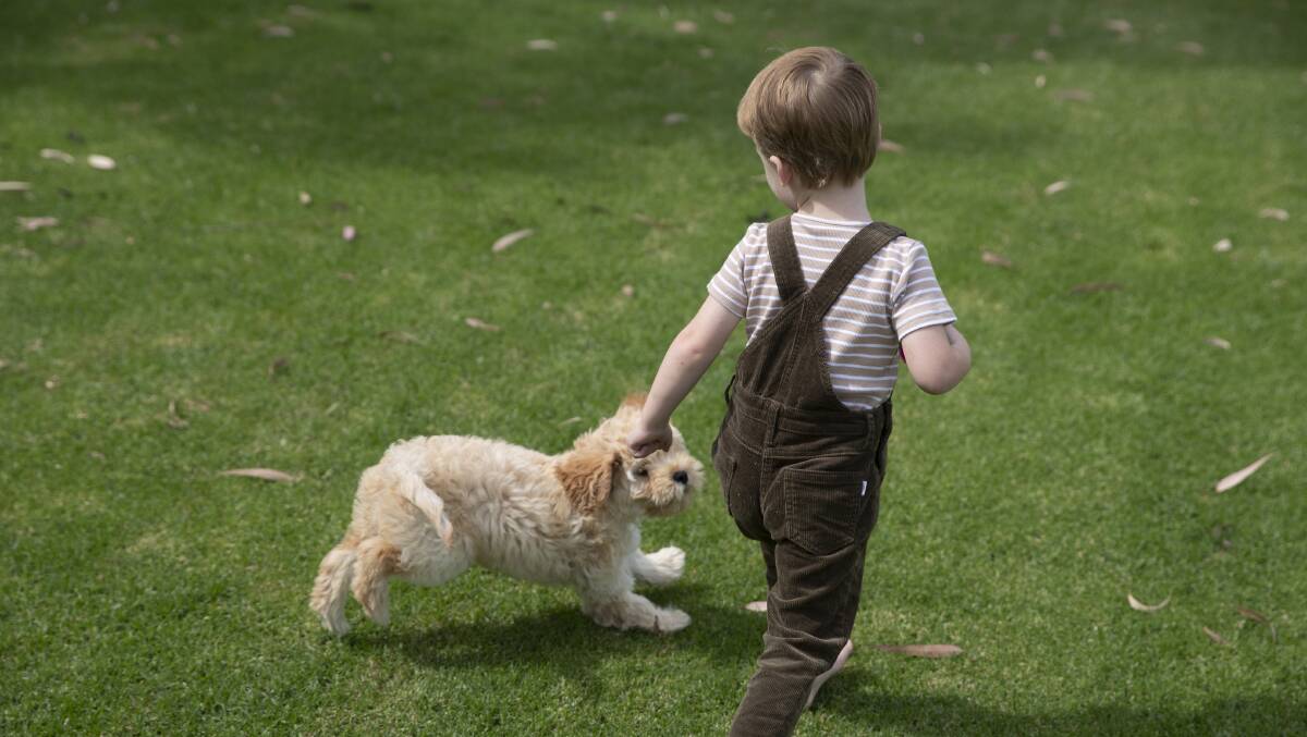 HOPE: 2-year-old Hunter Crowder, who has cystic fibrosis, exercising his lungs in his backyard with new pup Winnie. Picture: Madeline Begley