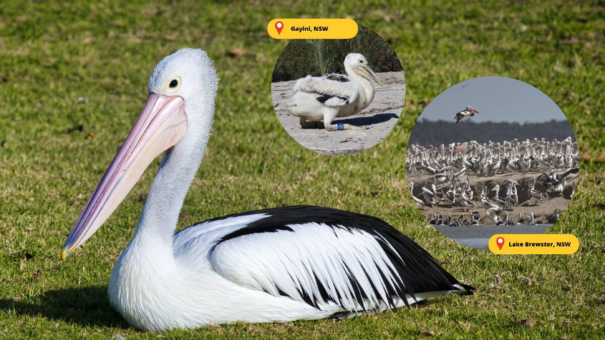 RECORD NUMBER: Pods of pelican have migrated to the region in record numbers. Pictures: Warren Chad and Mal Carnegie. 