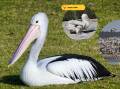 RECORD NUMBER: Pods of pelican have migrated to the region in record numbers. Pictures: Warren Chad and Mal Carnegie. 