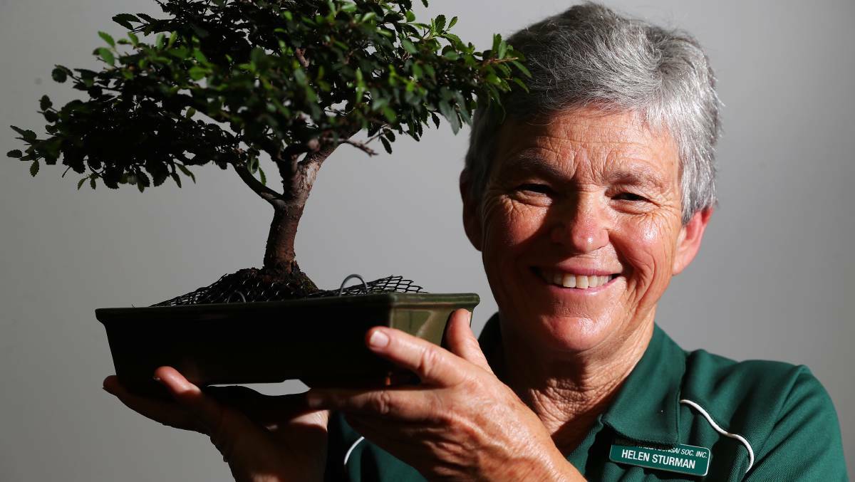  TINY BUT MIGHTY: Wagga Bonsai Society president Helen Sturman says the pastime is both a commitment and a great joy.