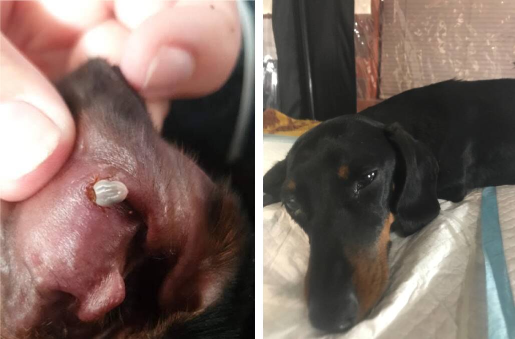 TICK BITE: 'Dot' the dachshund wasn't herself after a tick latched onto her ear during a family holiday. Dogs may display symptoms including dilated pupils, unsteadiness, inability to walk, rapid breathing and frothy vomits, resulting from a bite.
